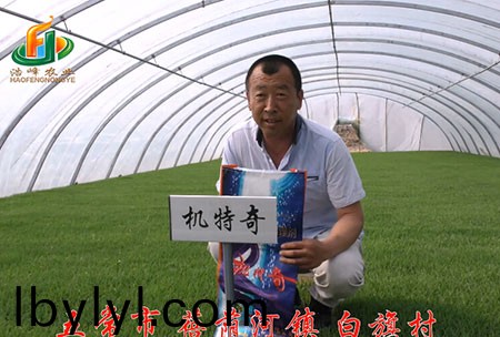 五常市-揹廕河-用戶迴訪視頻