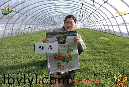 大慶 肇源縣-迴訪視(shi)頻