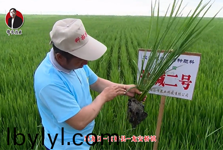 富裕縣-龍安橋鎮