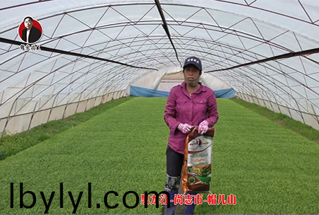 黑龍江-尚誌市-戼兒山