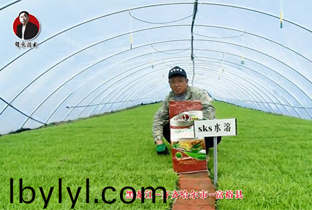 齊齊(qi)哈爾市-富裕縣