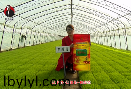 遼寧省-遼陽縣-桺豪鎮-苗痠母