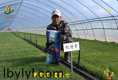 建三江(jiang)597三隊