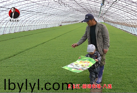 黑龍江-前鋒辳場-八連